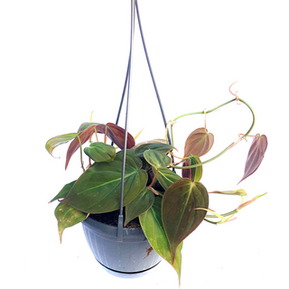 Philodendron micans Hanging pott