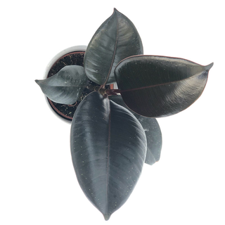 Ficus Robusta 