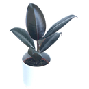 Ficus Robusta 