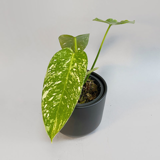 Philodendron imbe Jose Buono variegata