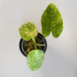 Philodendron imbe Jose Buono variegata