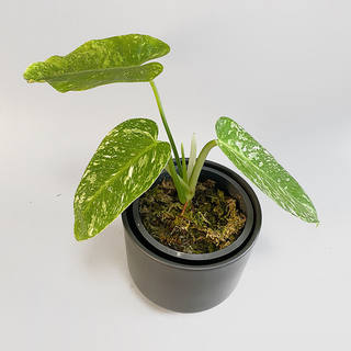 Philodendron imbe Jose Buono variegata