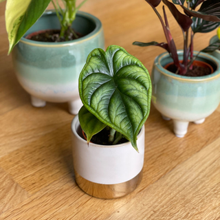 bertopf Juna wei / gold