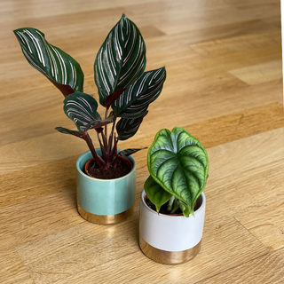 bertopf Juna wei / gold