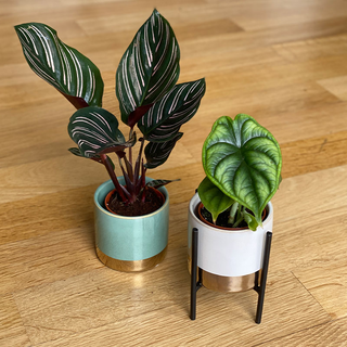 bertopf Juna wei / gold