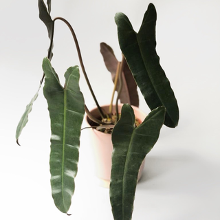 Philodendron billitaei x atabapoense