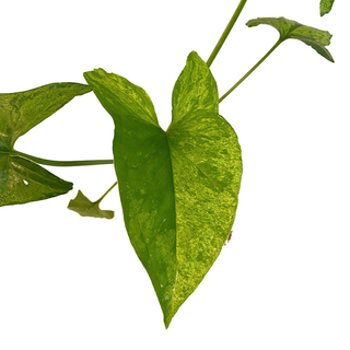 Syngonium podophyllum Mottled Arrowhead