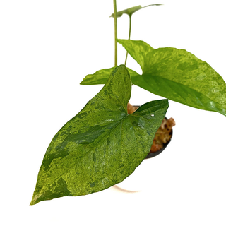 Syngonium podophyllum Mottled Arrowhead