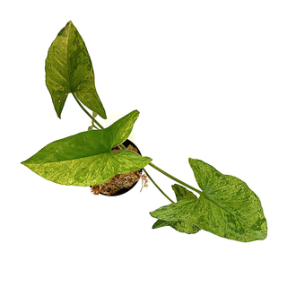 Syngonium podophyllum Mottled Arrowhead