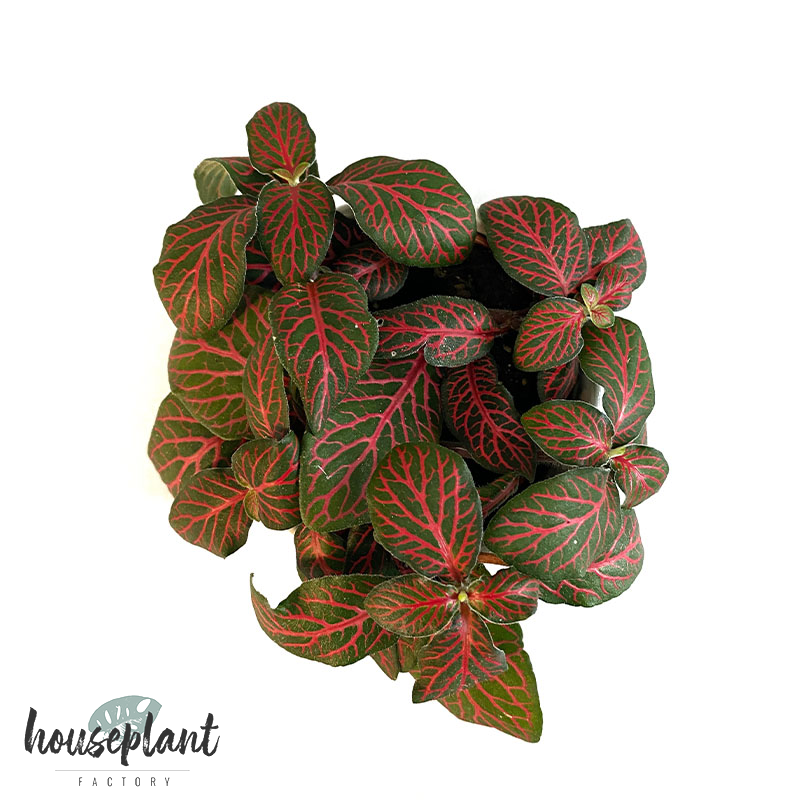 Fittonia rot Houseplant Factory Besondere Zimmerpflanzen für Ihr