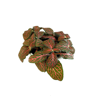 Fittonia albivenis - Mosaikpflanze rot Babyplant