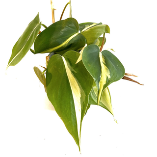 Philodendron scandens Brasil Babyplant
