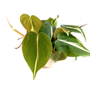 Philodendron scandens Brasil Babyplant