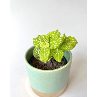 Fittonia lemon Babyplant