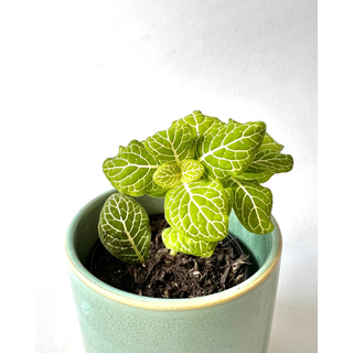 Fittonia lemon Babyplant