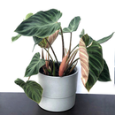 Philodendron verrucosum rojo Form