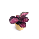 Calathea roseopicta Rosy Babyplant