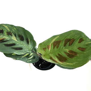 Maranta leuconeura kerchoveana variegata