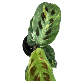 Maranta leuconeura kerchoveana variegata