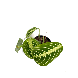 Maranta Lemon Lime