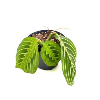 Maranta Lemon Lime