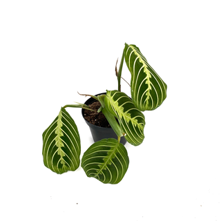 Maranta Lemon Lime