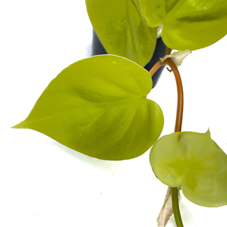 Philodendron Micans Lime