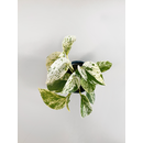 Epipremnum pinnatum Marble Queen