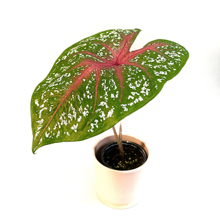 Caladium Red Star