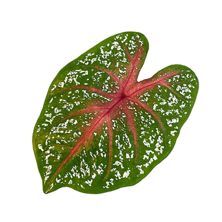 Caladium Red Star