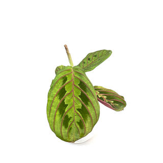 Maranta leuconeura red striped Babyplant