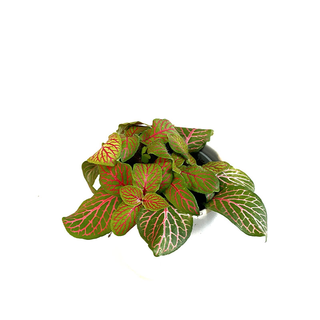 Fittonia grn/pink Babyplant Mosaikpflanze