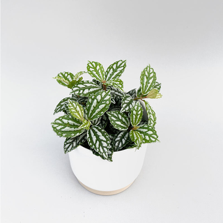 Pilea cadierei