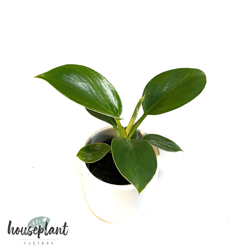 21+ Philodendron Birkin Plant