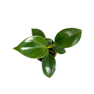 Philodendron birkin Babyplant