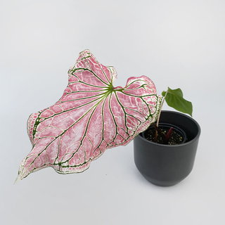 Caladium Thai Beauty