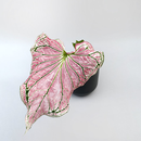 Caladium Thai Beauty