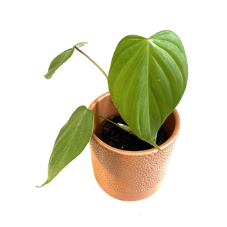 Anthurium nanegalense