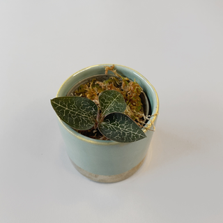 Anoectochilus formosanus Juwel Orchidee