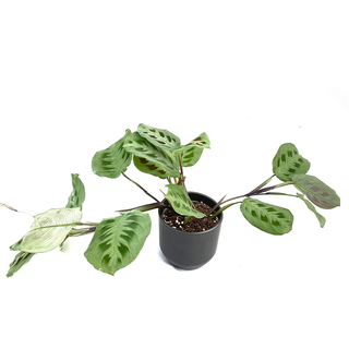 Maranta leuconeura green stripe