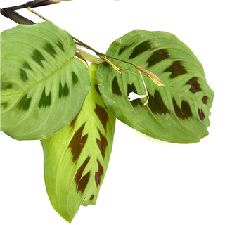 Maranta leuconeura green stripe