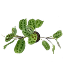 Maranta leuconeura green stripe