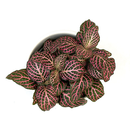 Fittonia albivenis Pink