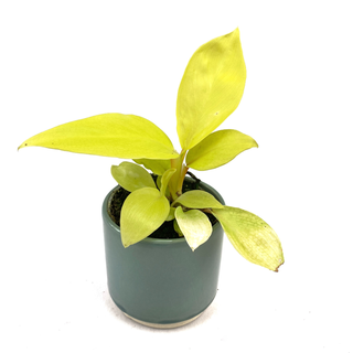 Philodendron Malaya Gold Babyplant