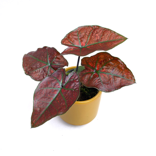 Caladium bicolor red Babyplant