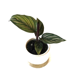 Calathea Beauty Star Babyplant