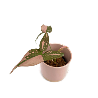 Syngonium Pink Splash S