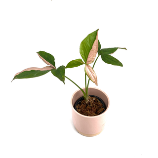 Syngonium Pink Splash S