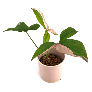 Syngonium Pink Splash S