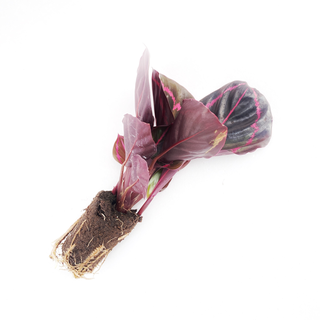 Calathea Dottie Babyplant